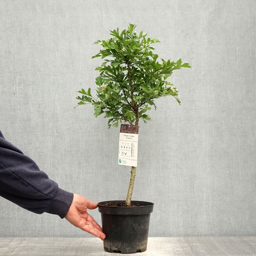 Crataegus monogyna Versicolor 3L/4L pot sample as delivered in spring