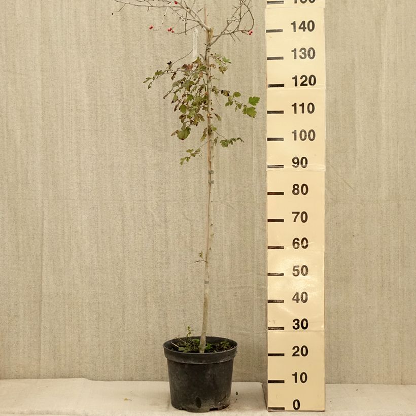 Crataegus Gireoudii - Hawthorn 7.5L/10L pot sample as delivered in autumn