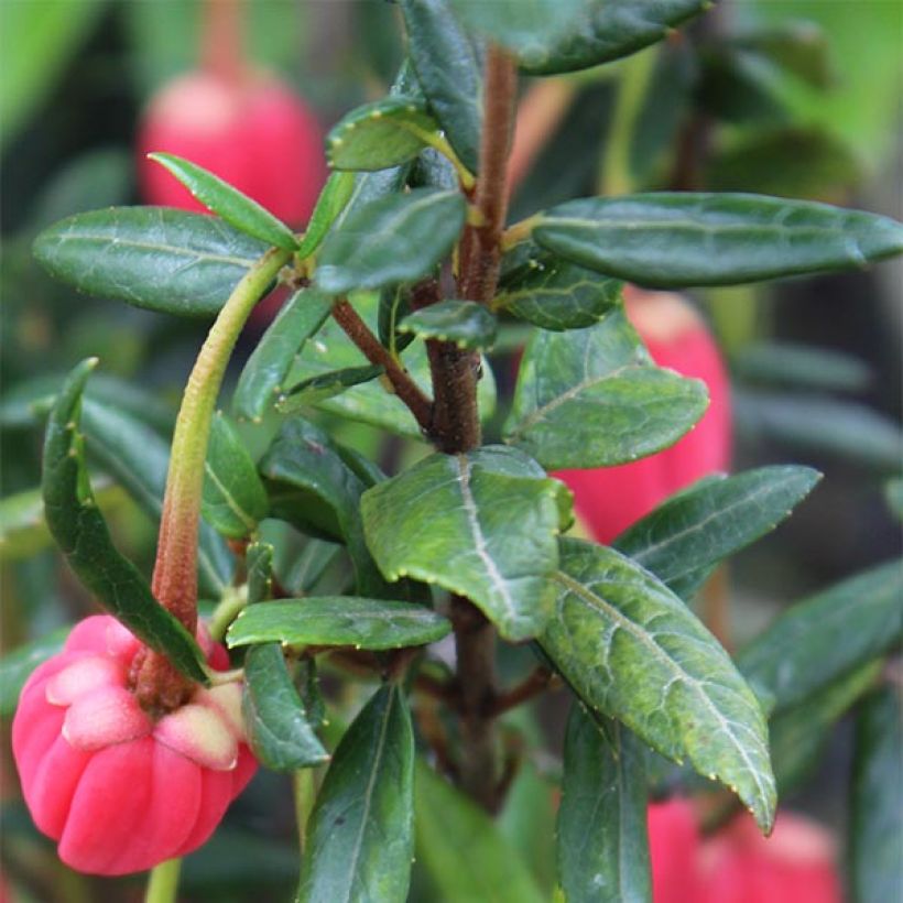 Crinodendron hookerianum (Foliage)