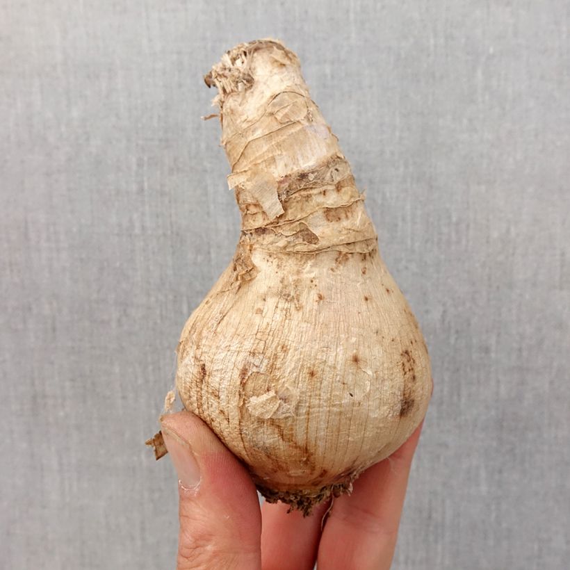 Crinum moorei - Natal lily Bulb size 24+ sample as delivered in spring
