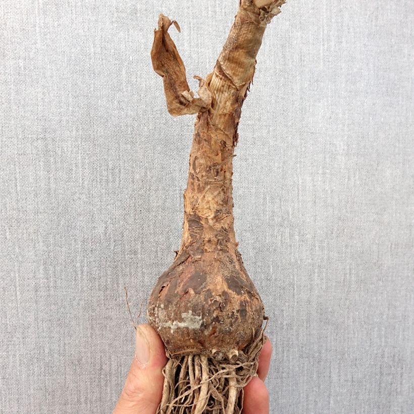 Crataegus monogyna Gireoudii - Hawthorn Bulb size 24+ sample as delivered in spring