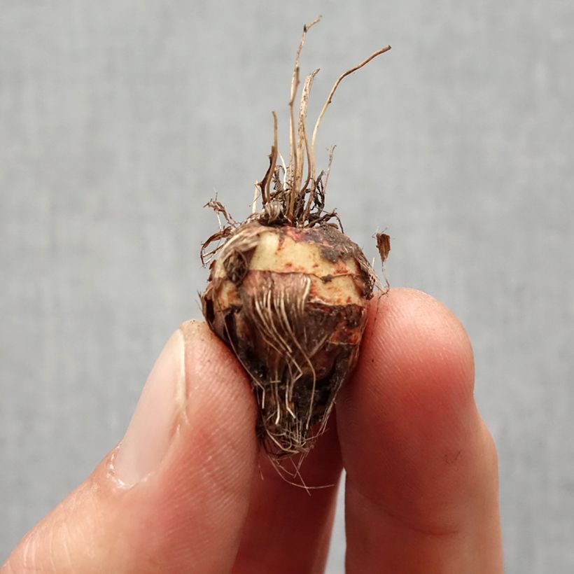 Crocosmia Norwich Canary - Montbretia Bulb size 7+ sample as delivered in spring
