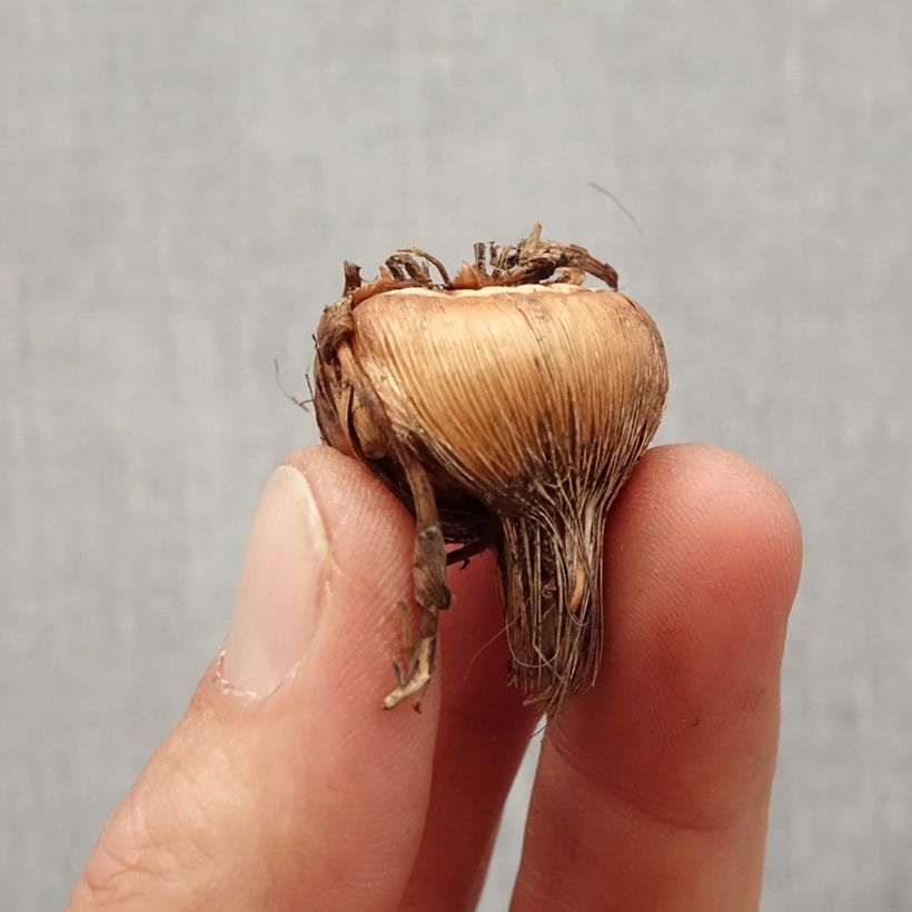 Crocosmia Solfatare - Montbretia Bulb size 8+ sample as delivered in spring