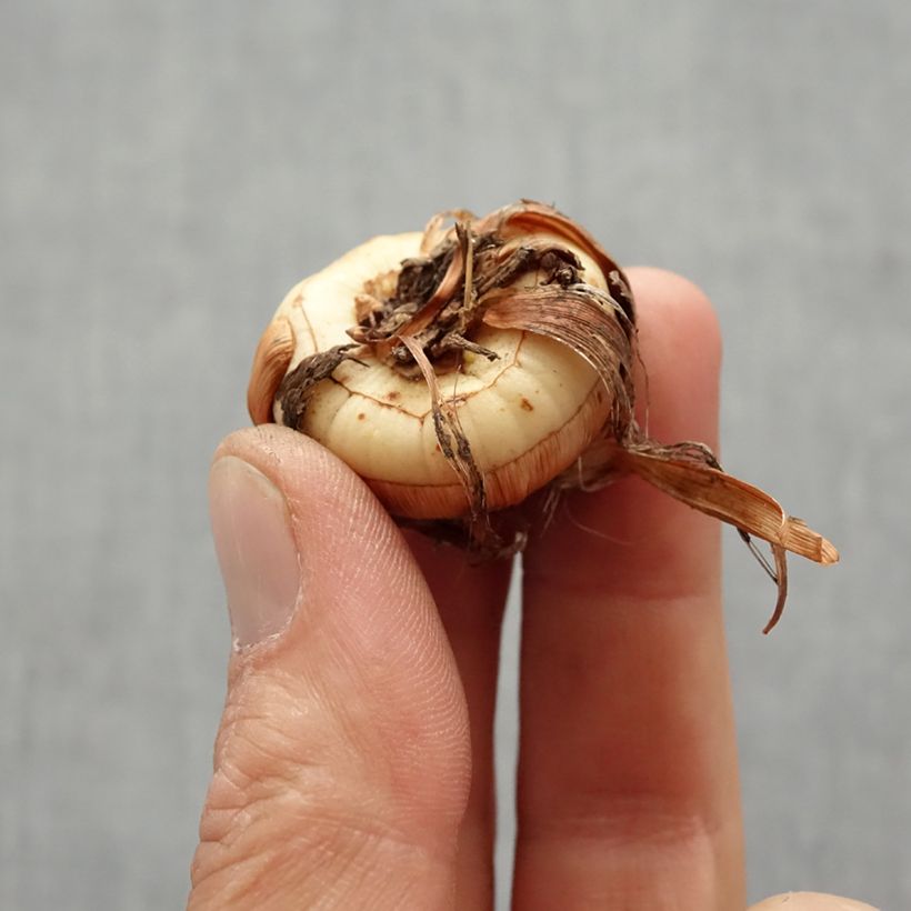 Crocosmia George Davison - Montbretia Bulb size 6+ sample as delivered in spring