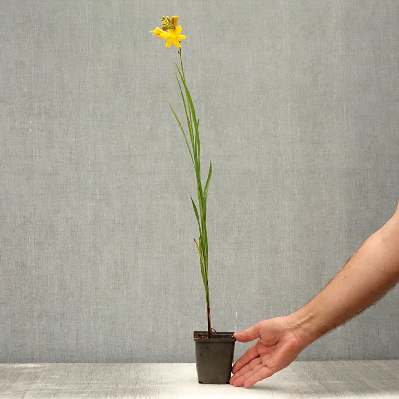 Crocosmia Paul’s Best Yellow - Montbretia 8/9 cm pot sample as delivered in summer