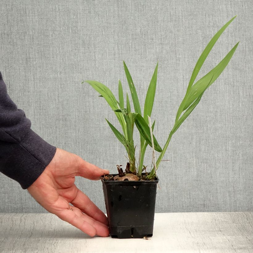 Crocosmia Lucifer - Montbretia 8/9 cm pot sample as delivered in summer