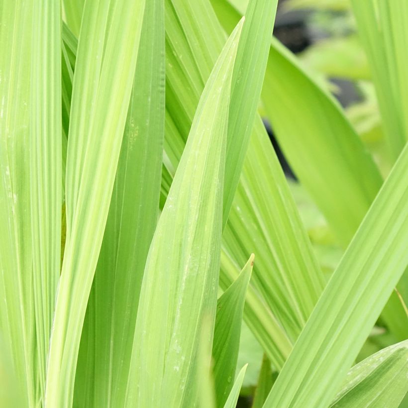Crocosmia Lucifer - Montbretia (Foliage)