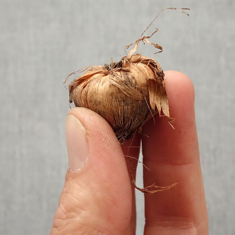 Crocosmia masoniorum - Montbretia Bulb size 8+ sample as delivered in spring