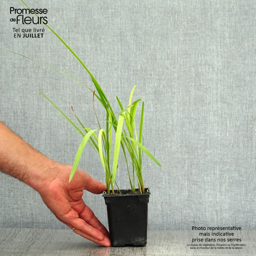 Crocosmia Meteore - Montbretia 7/8 cm pot sample as delivered in summer