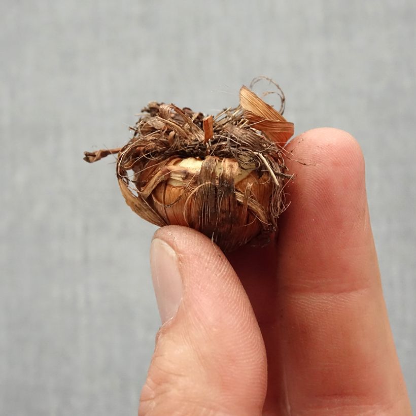 Crocosmia Carmine Brillant - Montbretia sample as delivered in spring