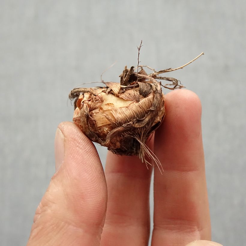 Crocosmia Emily McKenzie - Montbretia Bulb size 7+ sample as delivered in spring