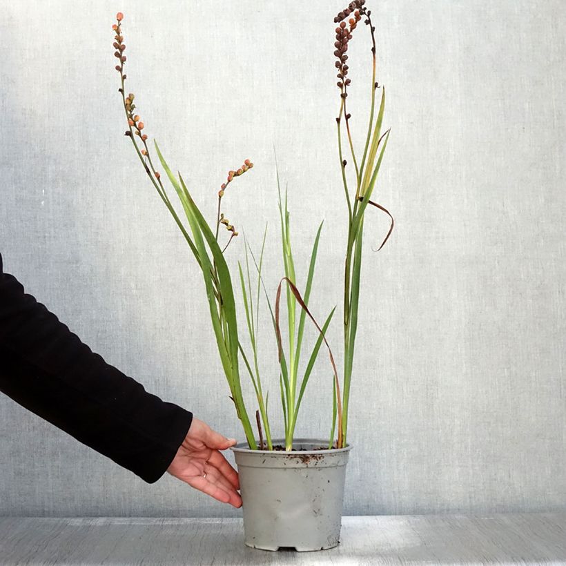 Crocosmia crocosmiiflora Fire King 3L/4L pot size 6+ sample as delivered in autumn