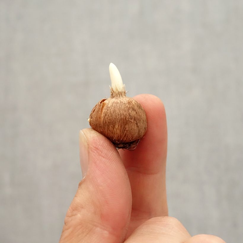 Crocus leonidii Little Amber Bulbe sample as delivered in autumn