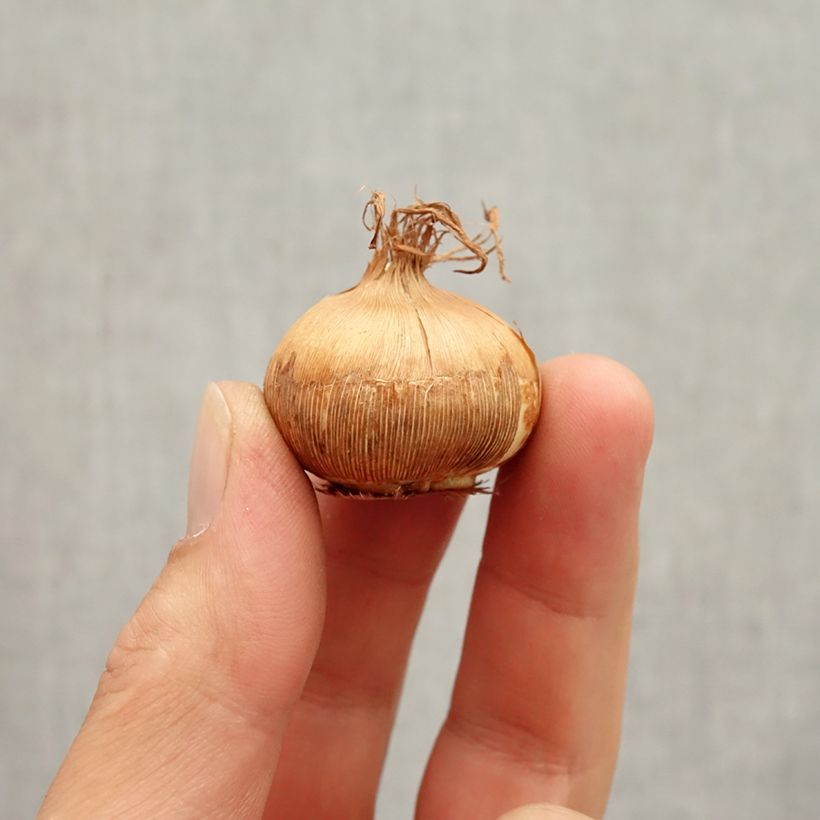 Crocus vernus Grand Jaune Bulb size 8+ sample as delivered in autumn
