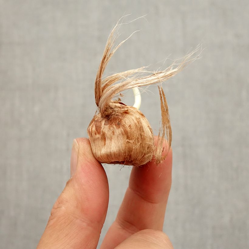 Crocus vernus Remembrance Bulb size 8+ sample as delivered in autumn