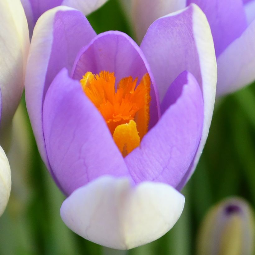 Crocus vernus Whale Shark (Flowering)