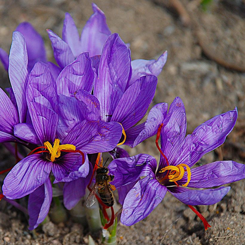 Crocus sativus - Saffron (Flowering)