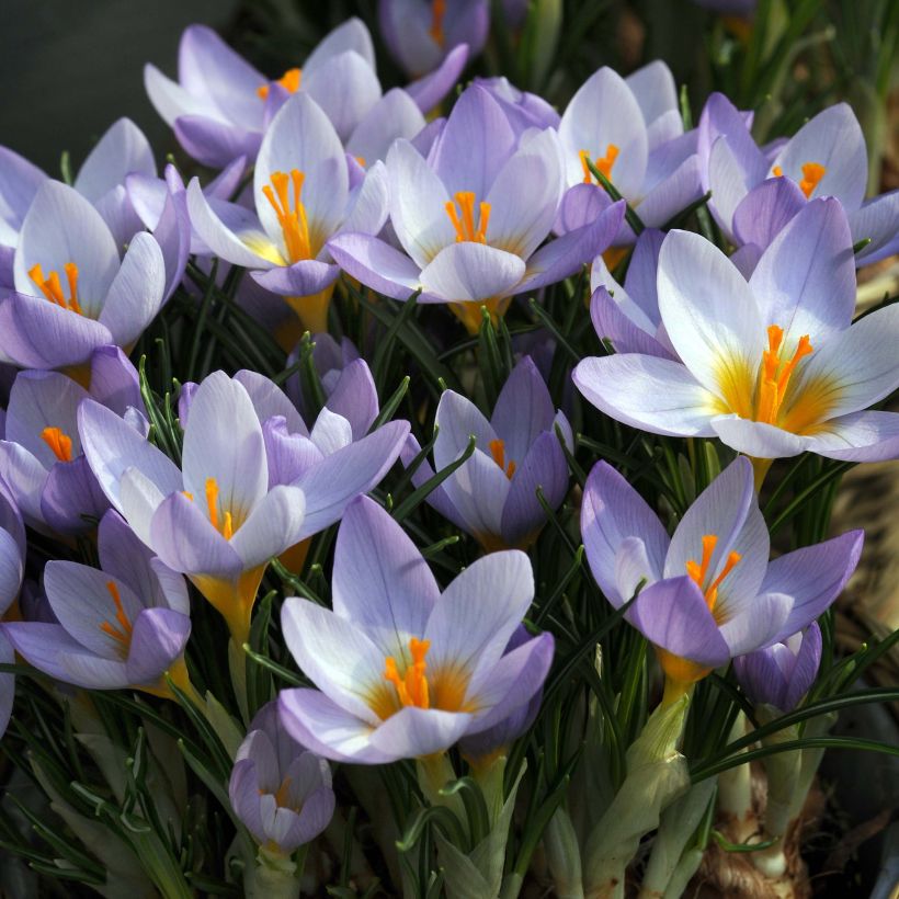 Crocus sieberi Firefly (Flowering)