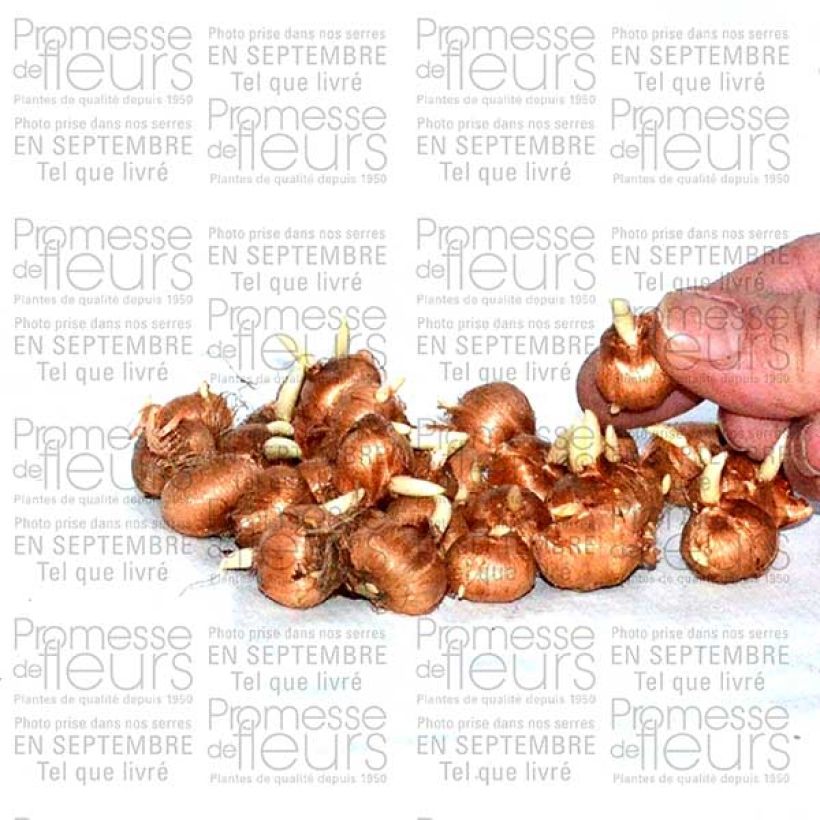 Example of Crocus tommasinianus Ruby Giant - Early Crocus Bulb size 5+ specimen as delivered