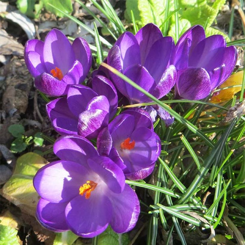 Crocus tommasinianus Ruby Giant - Early Crocus (Flowering)