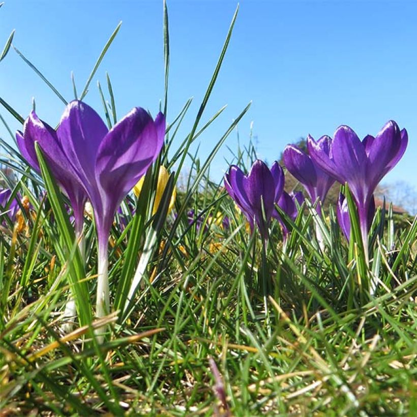 Crocus tommasinianus Ruby Giant - Early Crocus (Plant habit)