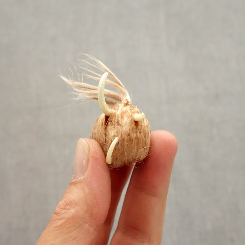 Crocus vernus Vanguard Bulb size 8+ sample as delivered in autumn