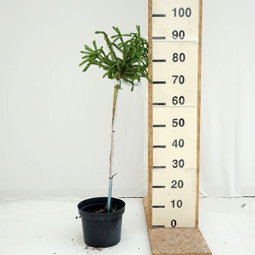 Cryptomeria japonica Dinger 4L/5L pot sample as delivered in summer
