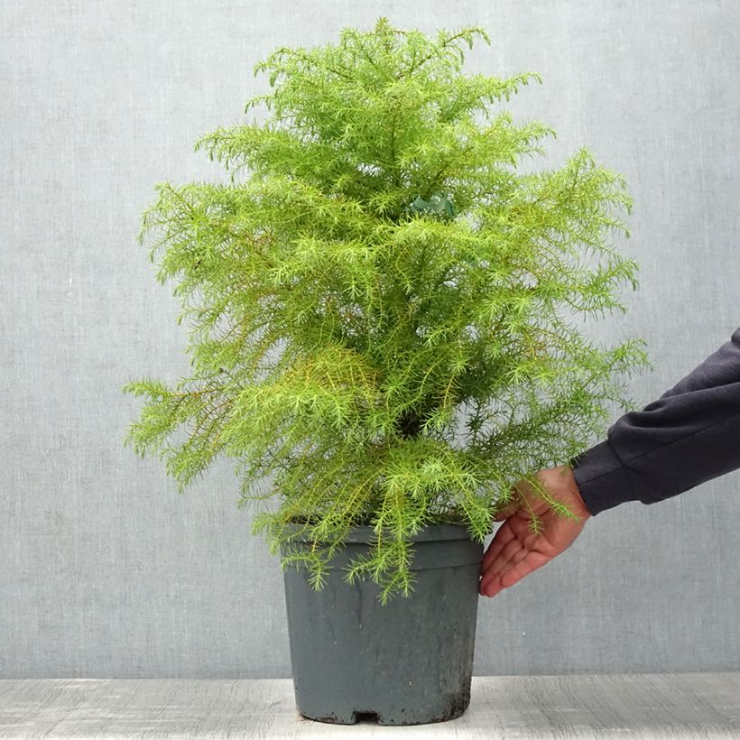 Cryptomeria japonica Elegans - Japanese Cedar 7.5L/10L pot sample as delivered in summer