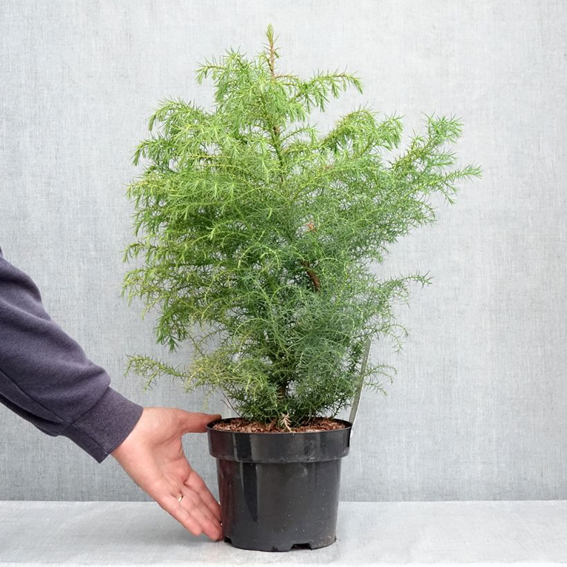 Cryptomeria japonica Elegans Viridis 2L/3L pot sample as delivered in spring