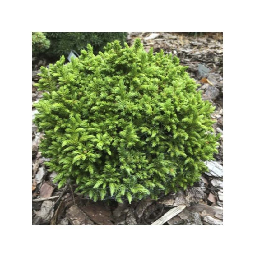 Cryptomeria japonica Green Pearl (Foliage)