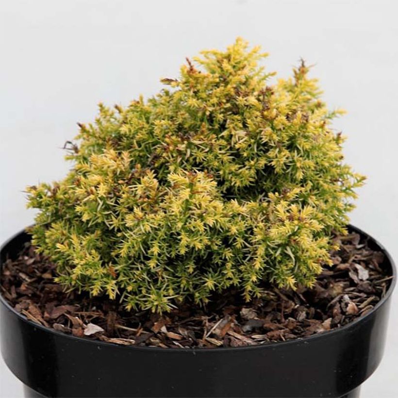 Cryptomeria japonica Twinkle Toes (Foliage)