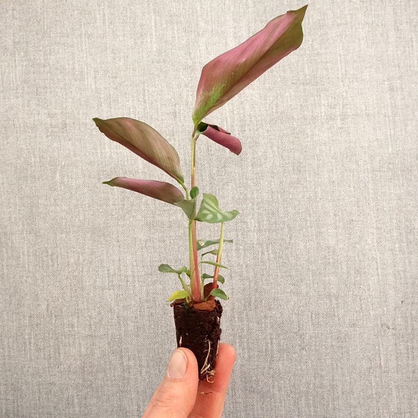 Ctenanthe oppenheimiana  - Ctenanthe d'Oppenheim, Plante paon, Calathéa Plug plant 3/4cm sample as delivered in spring