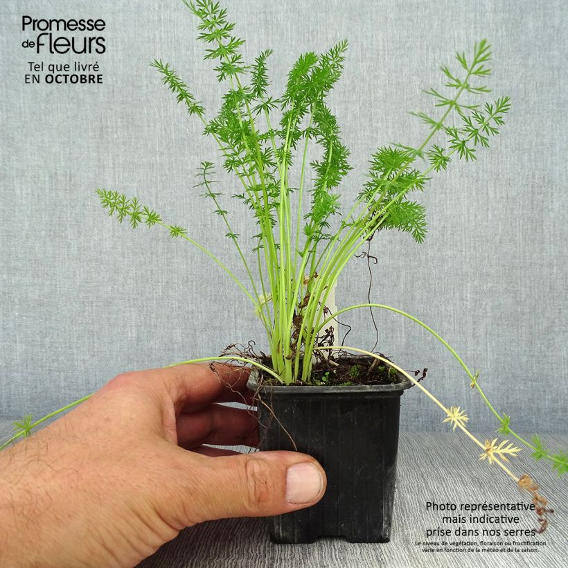 Carum carvi 8/9 cm pot sample as delivered in autumn