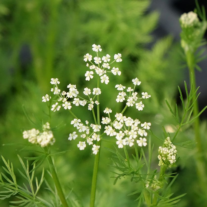 Carum carvi (Flowering)
