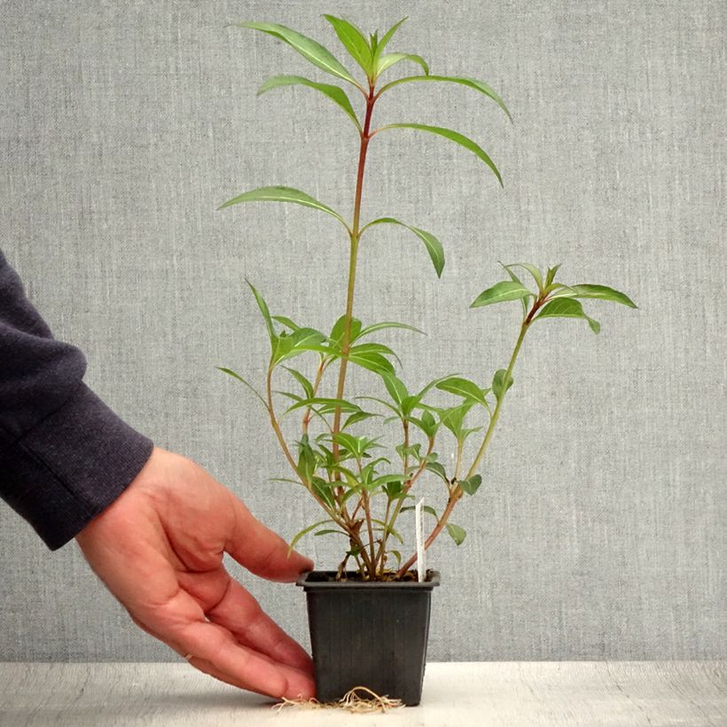 Cuphea micropetala  8/9 cm pot sample as delivered in summer