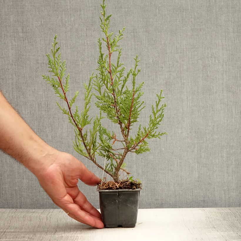 Cupressocyparis Castlewellan Gold - Leyland Cypress 8/9 cm pot sample as delivered in summer