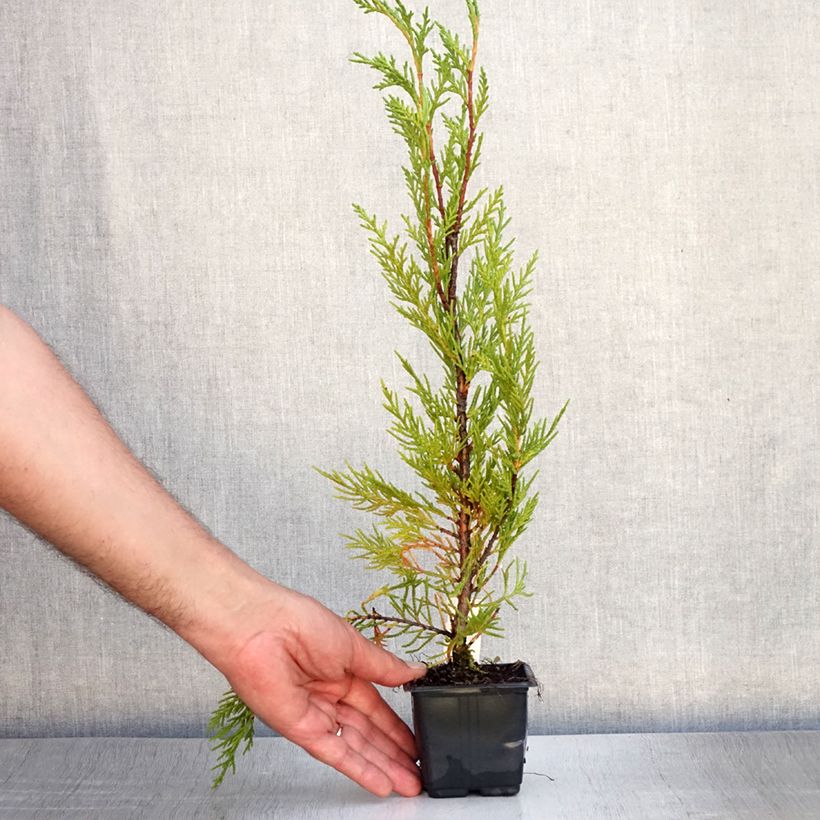 Cupressocyparis Leylandii 2001 - Leyland Cypress 8/9 cm pot sample as delivered in summer