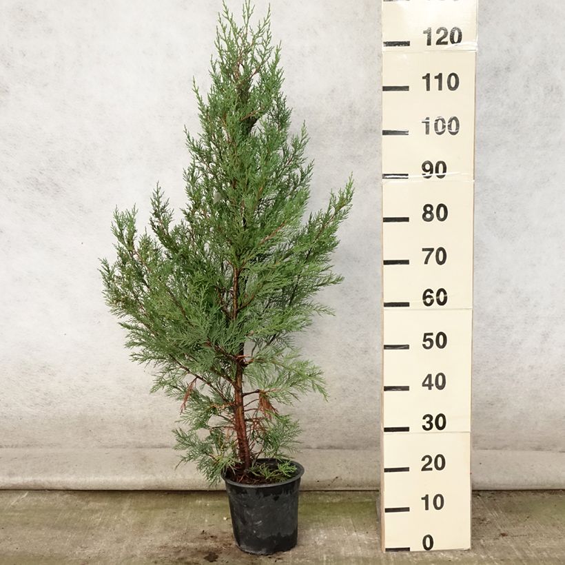 Cupressocyparis Leylandii 2001 - Leyland Cypress 4L/5L pot sample as delivered in summer