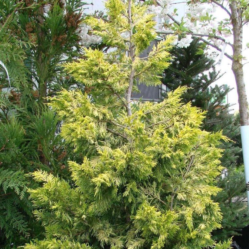 Cupressocyparis leylandii Gold Rider (Plant habit)