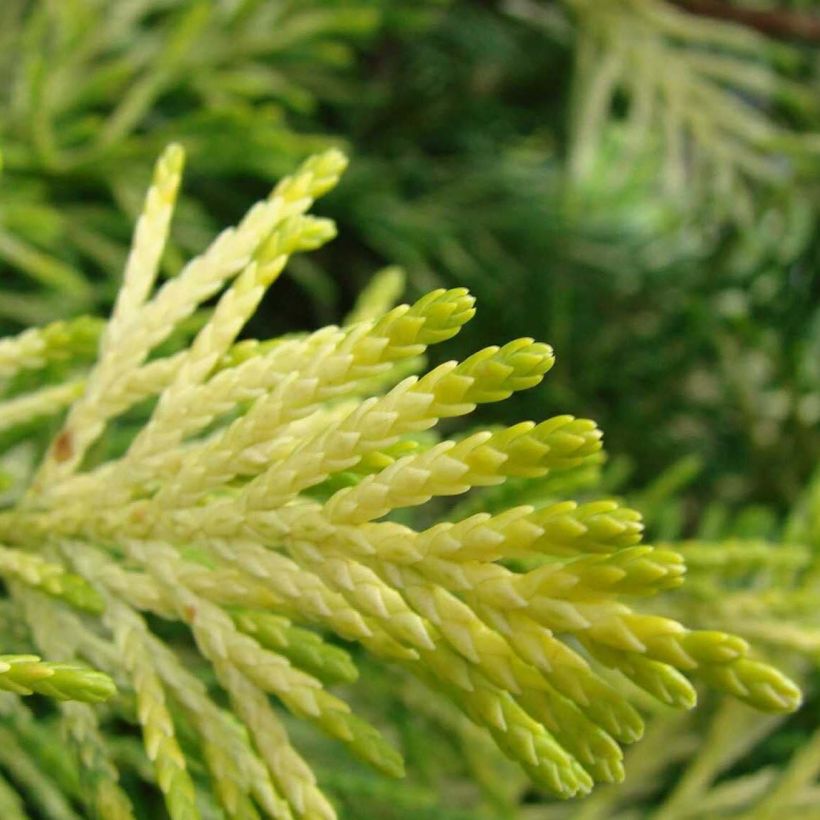 Cupressocyparis leylandii Gold Rider (Foliage)