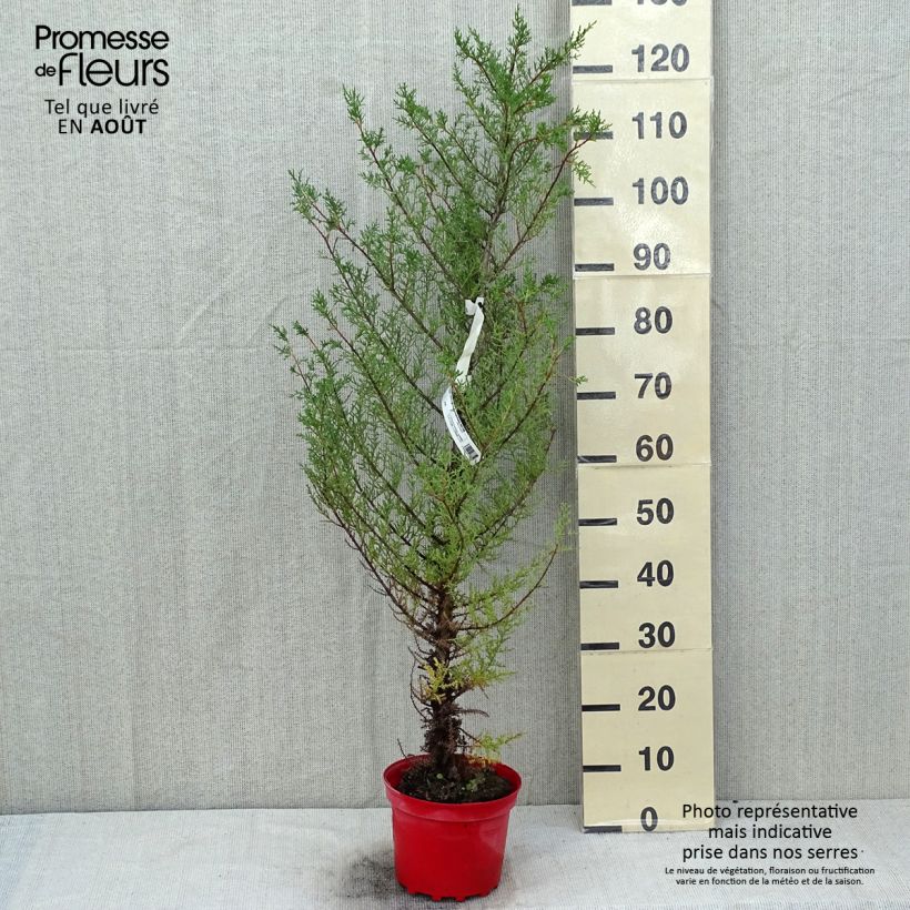 Cupressus macrocarpa 2L/3L pot sample as delivered in summer