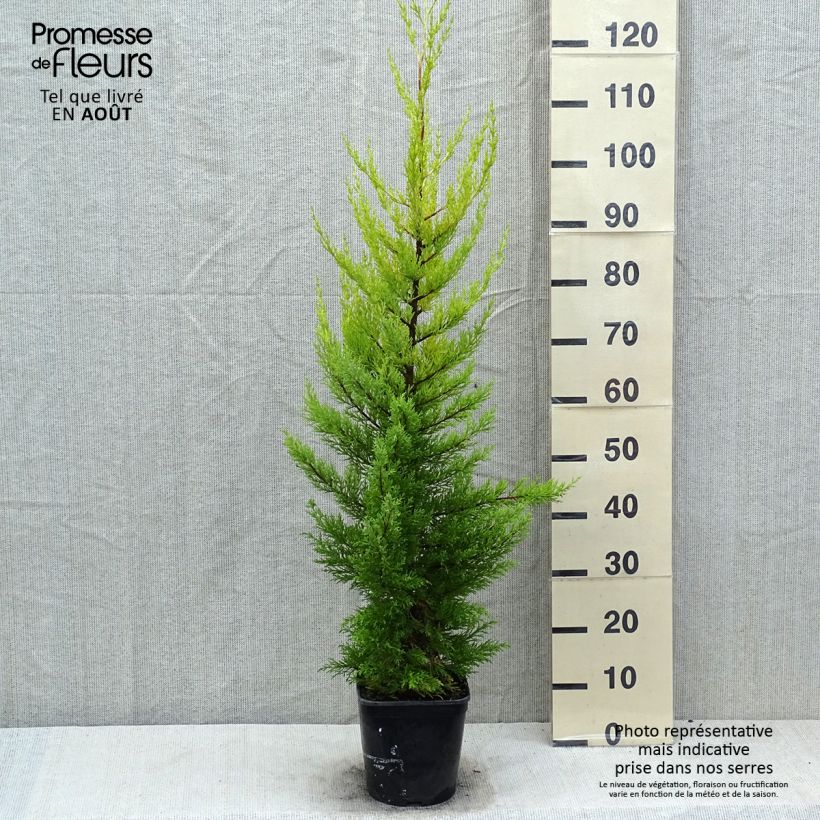 Cupressus macrocarpa Goldcrest 4L/5L pot sample as delivered in summer