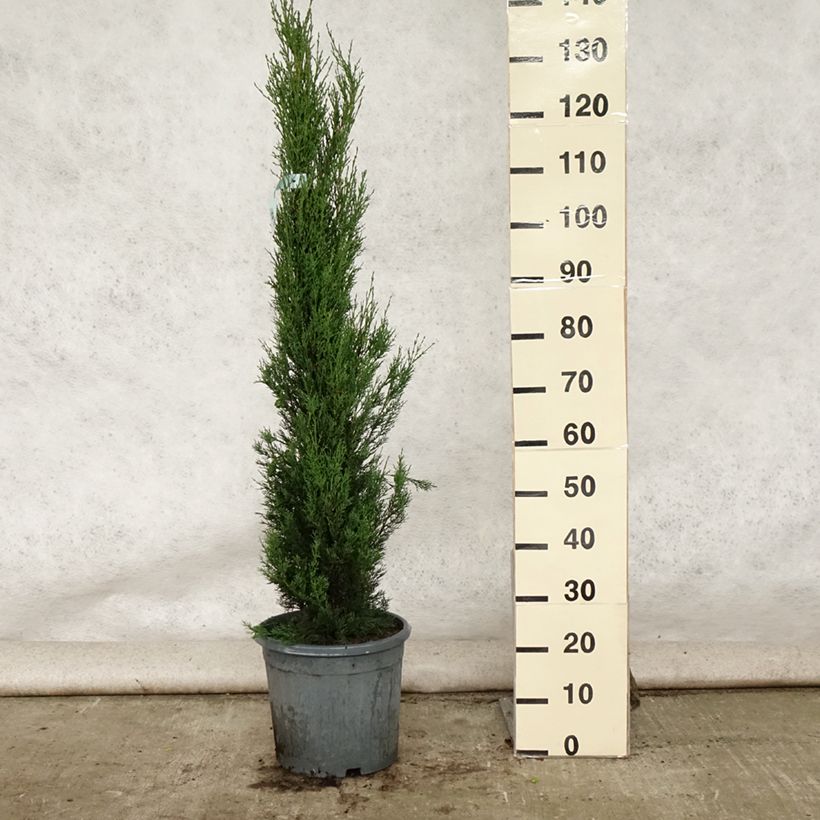 Cupressus sempervirens var. stricta 7.5L/10L pot sample as delivered in summer