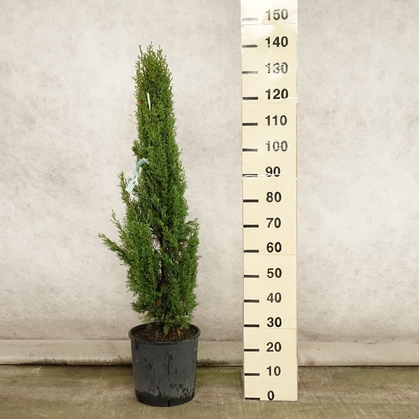 Cupressus sempervirens Totem - Florence Cypress 7.5L/10L pot sample as delivered in summer