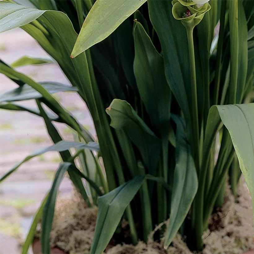 Curcuma alismatifolia White - Siam Tulip (Foliage)