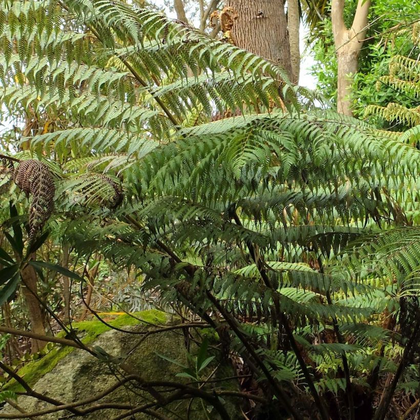 Cyathea dealbata - Silver Tree Fern (Foliage)