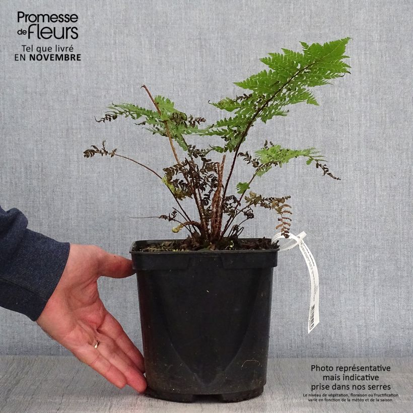 Cyathea dealbata - Silver Tree Fern 2L/3L pot sample as delivered in autumn