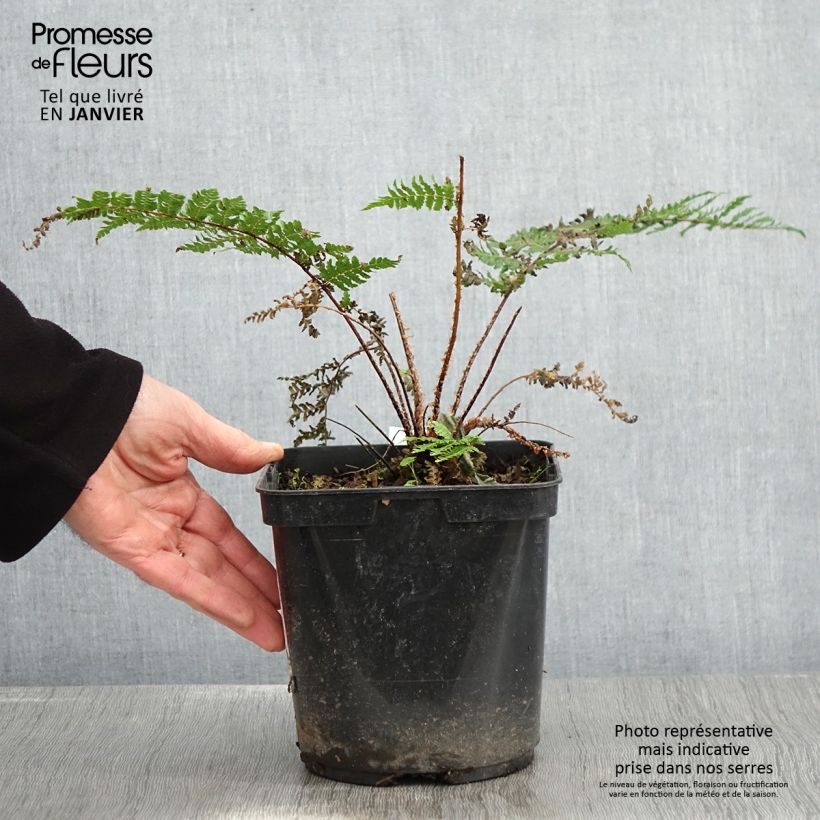 Cyathea dealbata - Silver Tree Fern 2L/3L pot sample as delivered in winter
