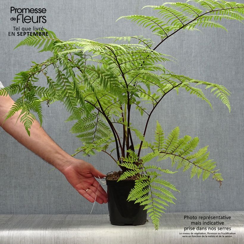 Cyathea medullaris - Black Tree Fern 2L/3L pot sample as delivered in autumn