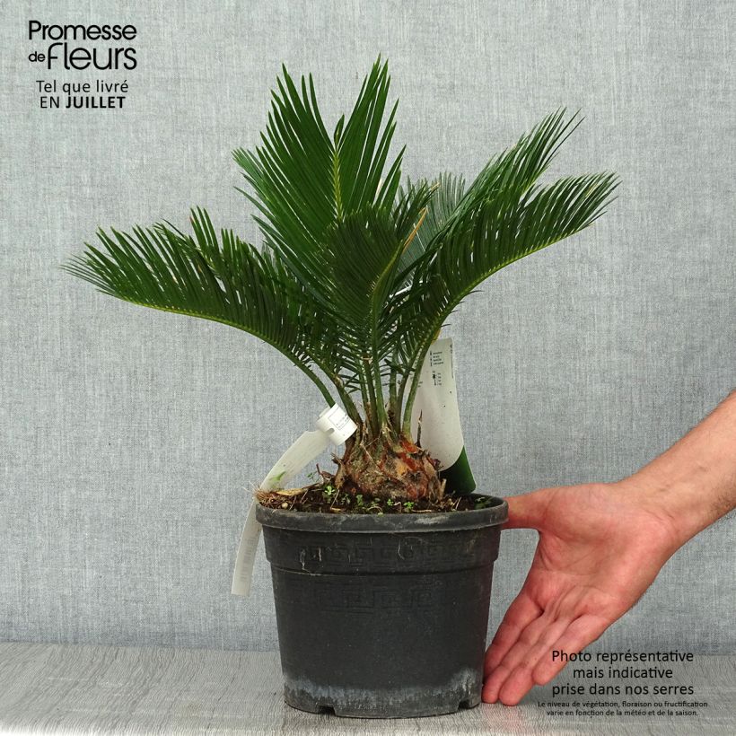 Cycas revoluta - Japanese Sago Palm 2L/3L pot sample as delivered in summer